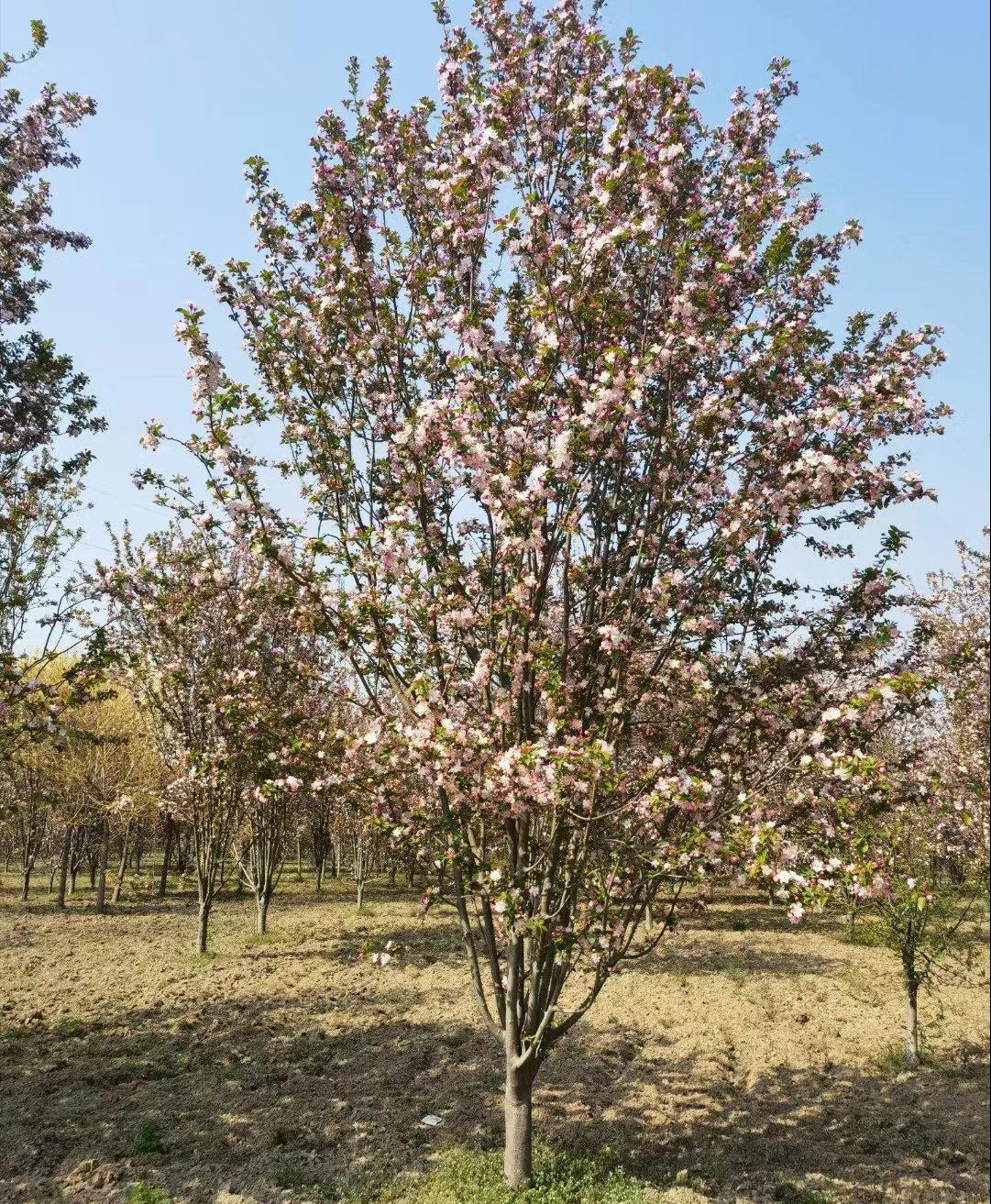 北美海棠与西府海棠的区别,北美海棠与西府海棠区别