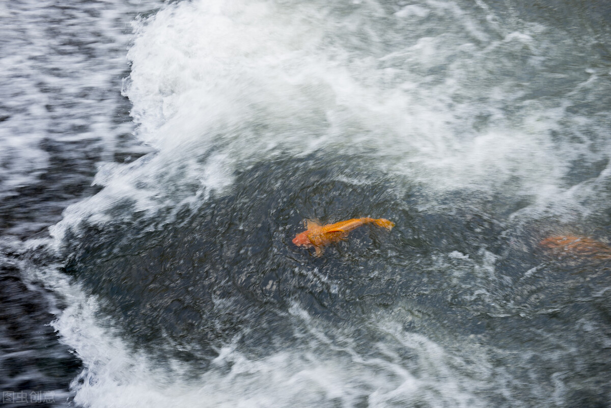赞美鲤鱼的诗句古诗大全,有关于鱼的诗句古诗大全