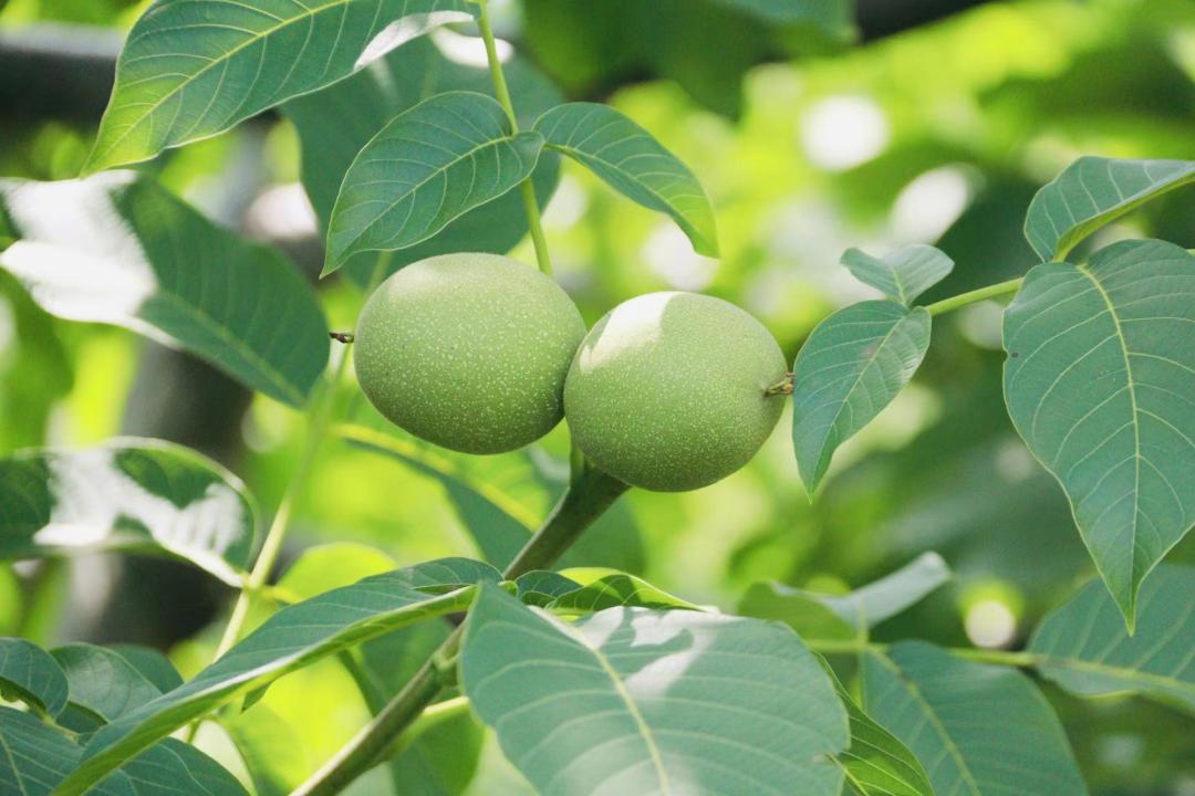 青皮核桃丰收了,盐源青皮核桃上市