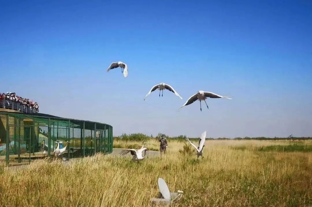 东营秋季旅游攻略,秋天东营旅游攻略必玩的景点