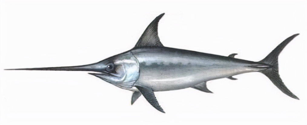 最常见的50种食用鱼吃法和价格,十种常用食用鱼类介绍