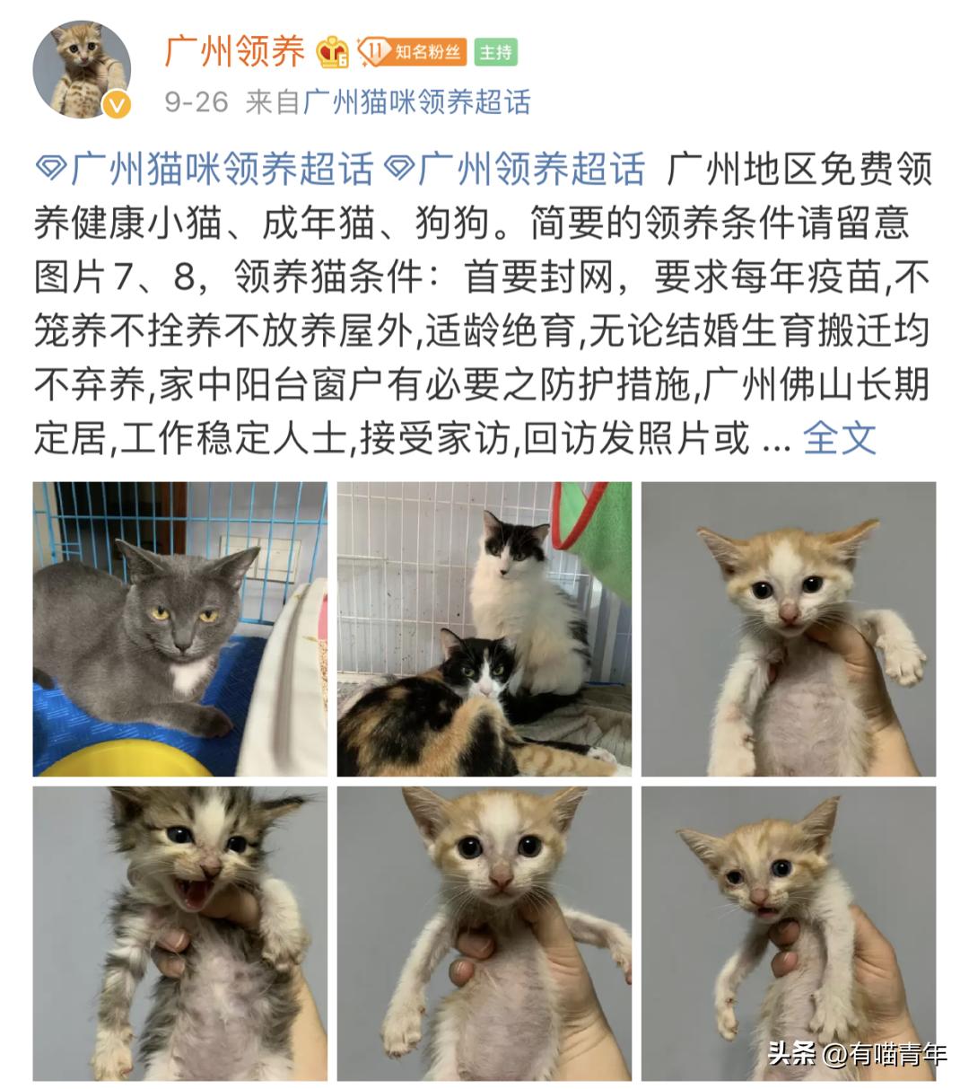 免费领养一只品种猫，猫死后强行要我买猫粮，赔3000