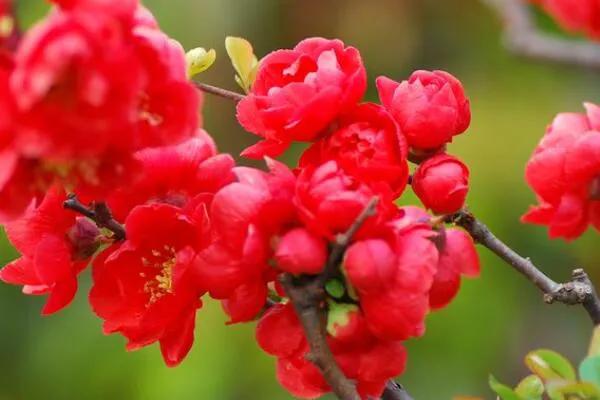 沂州海棠图片,临沂市花沂州海棠