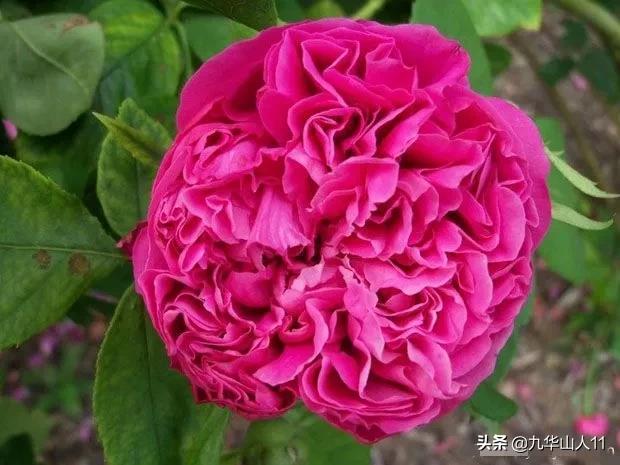 大花浓香勤花的月季品种,大花月季品种介绍大全图片及价格