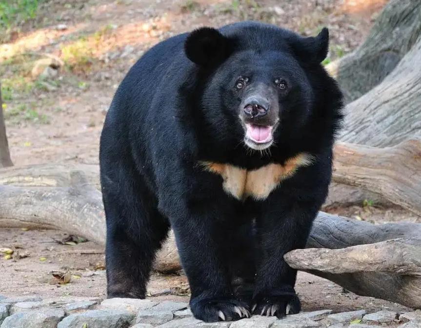 熊出没鸡西,黑龙江鸡西野生动物出没