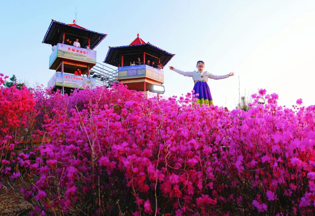 犇福金达莱地址,犇福农场金达莱多吗