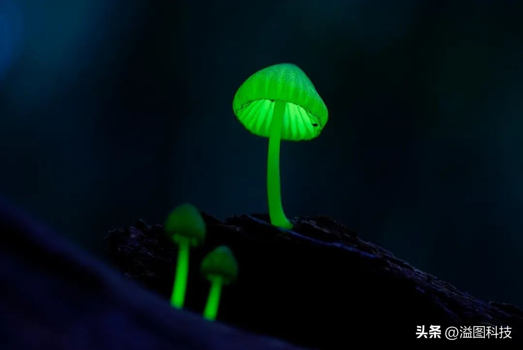 索尼微单半幅z7,索尼微单7r和7s有什么区别