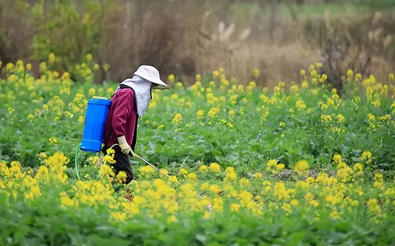 打完农药就下雨有效果吗,打完药就下雨了还有药效吗