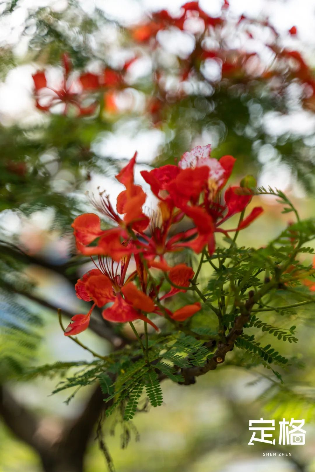 深圳周末带孩子免费游玩好去处,周末去哪玩推荐深圳