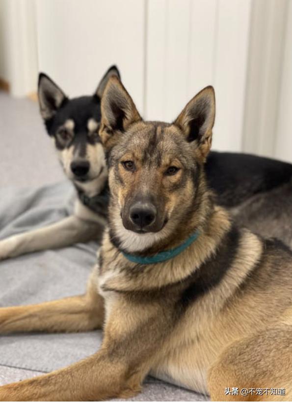 疫情狗狗在家不撒尿,疫情狗狗不在家尿尿怎么办