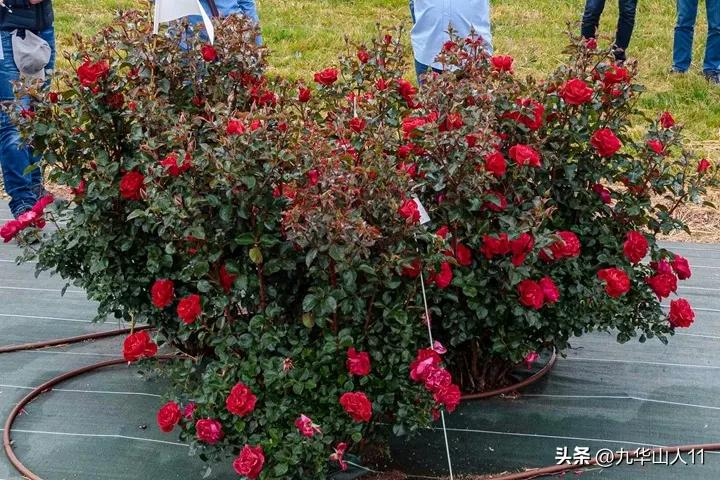 大花胖美人月季有几个品种,适合阳台养的大花月季品种