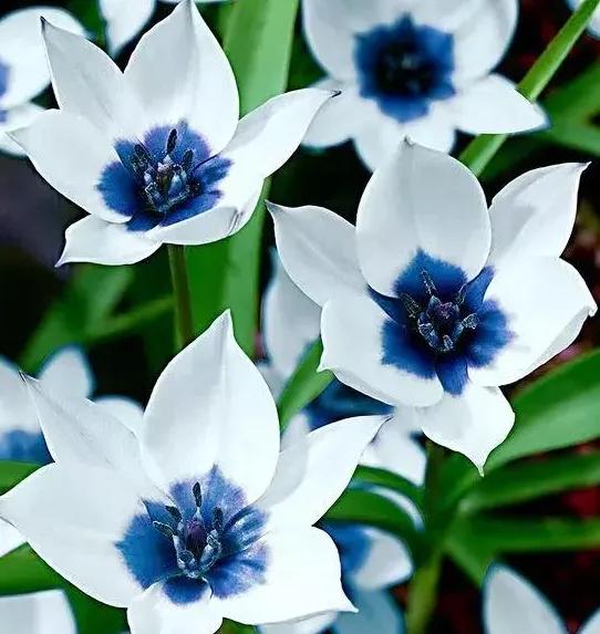 各种形态的花卉,30多种奇异的鲜花供你欣赏收藏