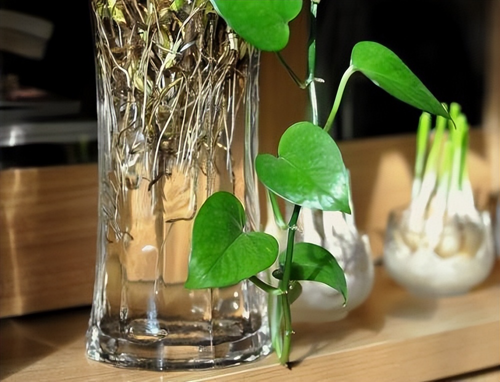 绿萝喜欢浇什么水才能长得旺,绿萝浇什么水它能长得特别旺盛