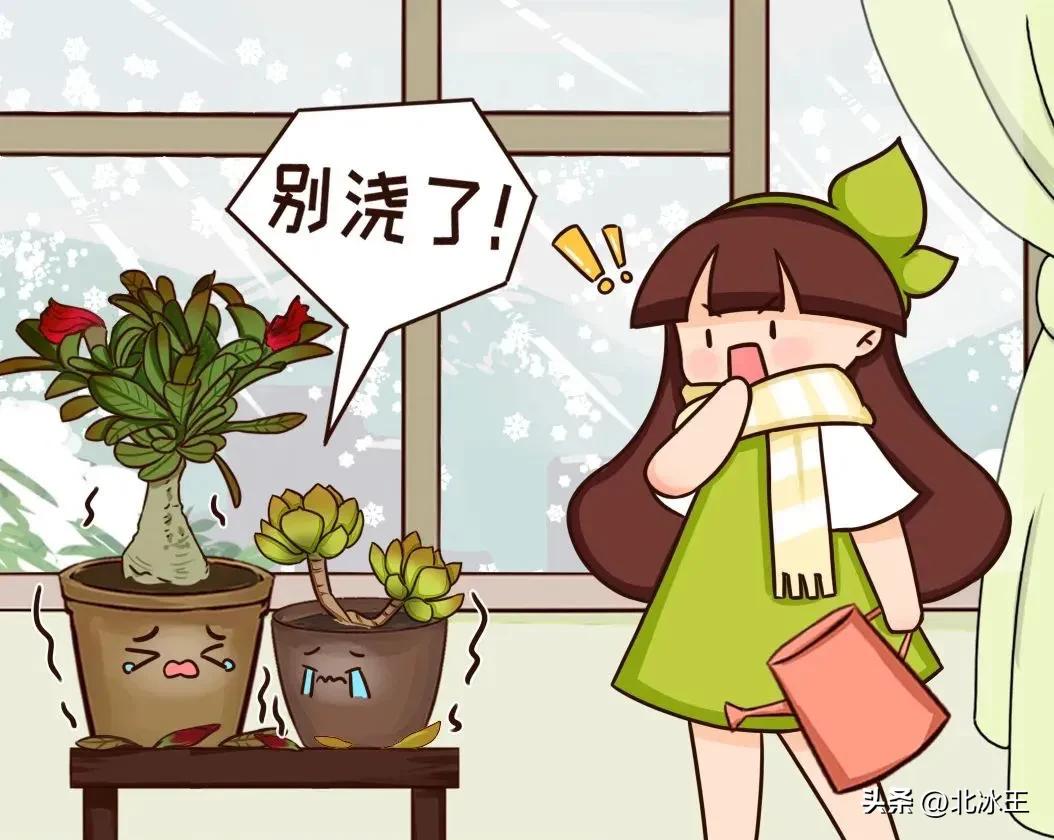 5度花草会冻死吗,5度以下不可露养的多肉