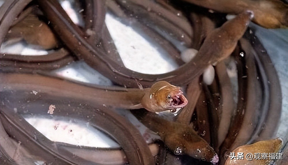 诏安秋天吃什么海鲜,福建各种海鲜图片大全