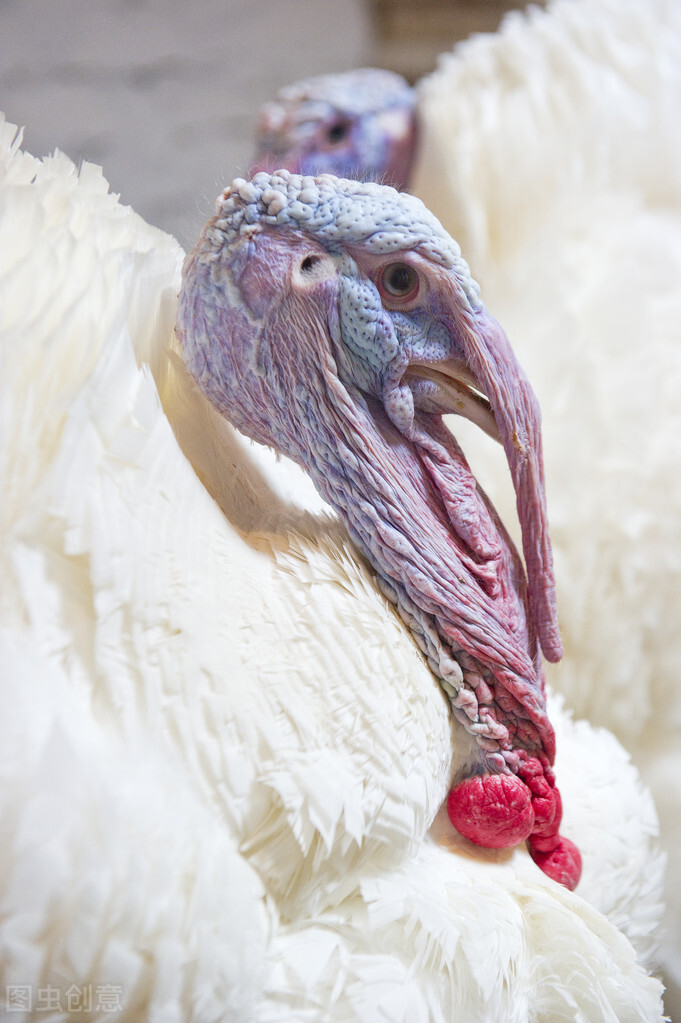 火鸡的一个疾病——火鸡霉形体感染的兽医知识