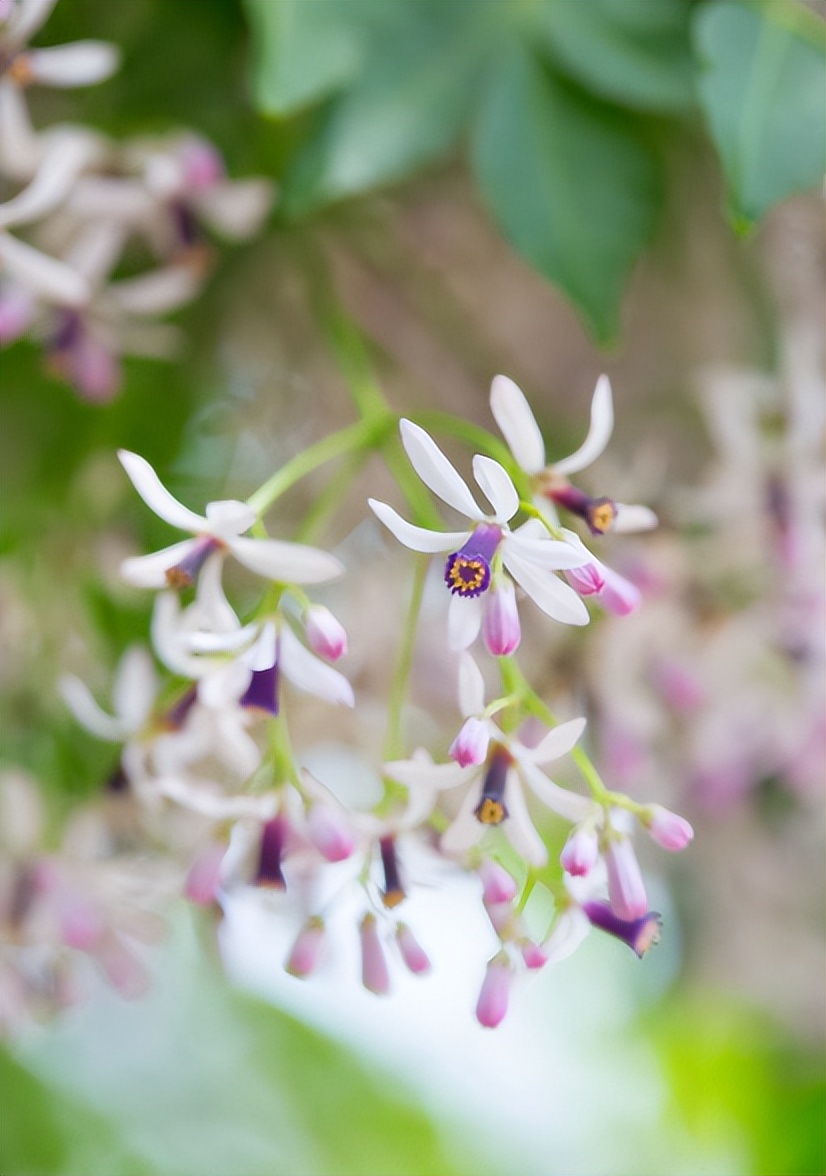 咏楝花的古诗词,有关楝花的诗