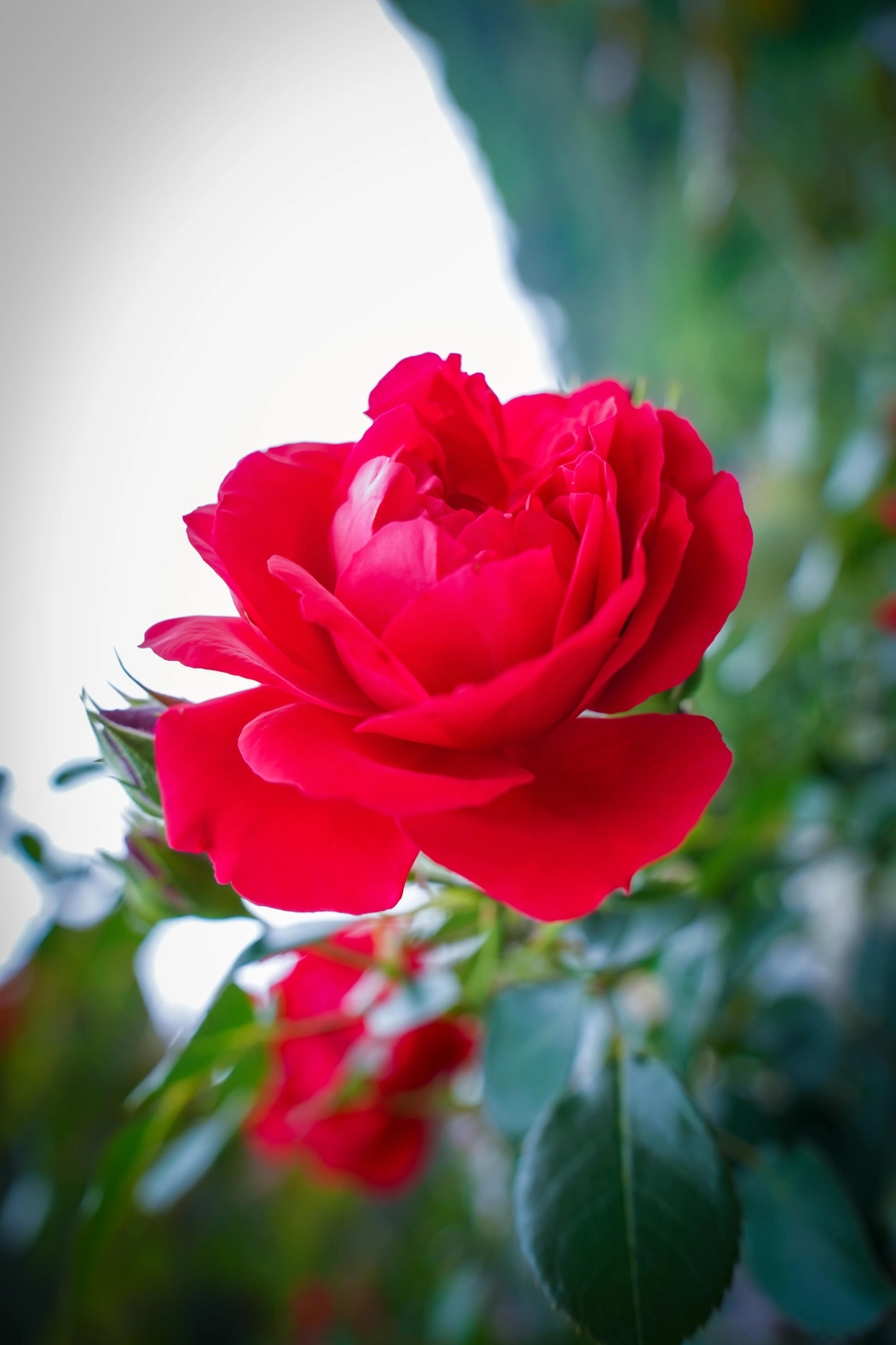 拍完这一波花开，这春天就结束了。