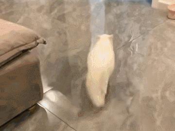 怎样测试猫咪的智商低还是高,如何测试猫咪的智商高不高