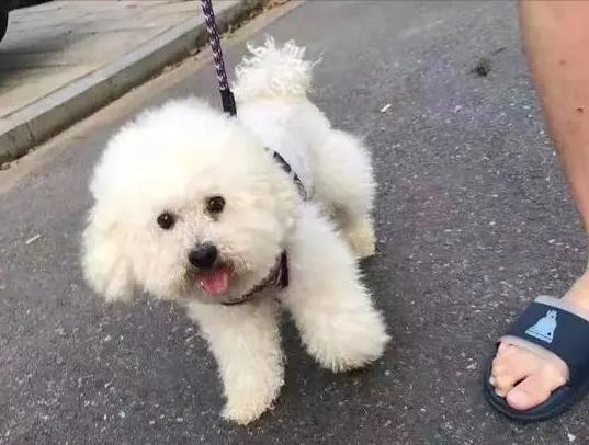 让比熊去流浪会死吗,比熊一不小心就流浪了