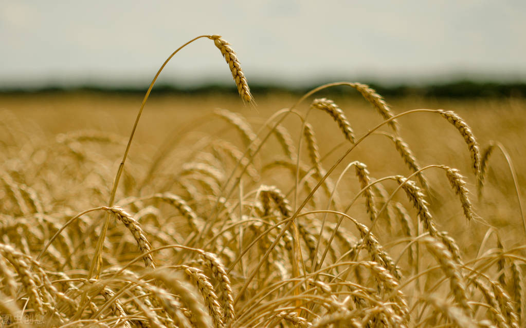 俄罗斯恢复进口中国水果了,俄罗斯恢复进口中国柑橘类水果