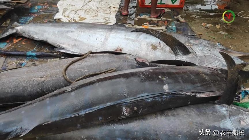 印度见闻——Paradip港买鱼轶事（2）