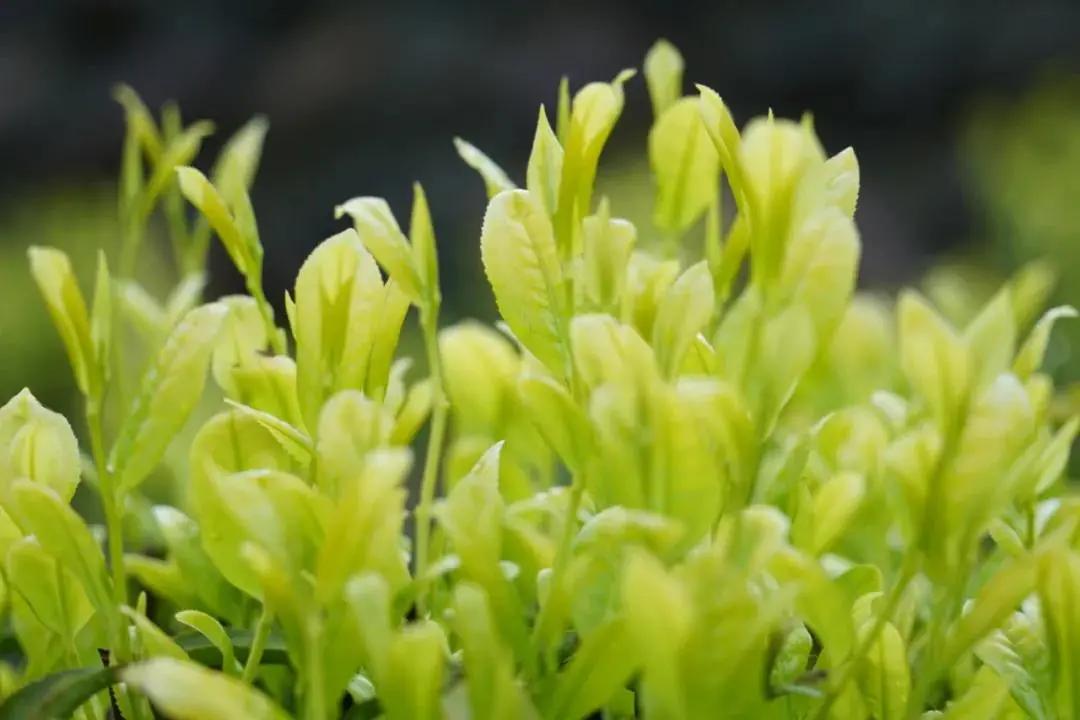 春节囤年货这几样不能错过,钱包又快捂不住了