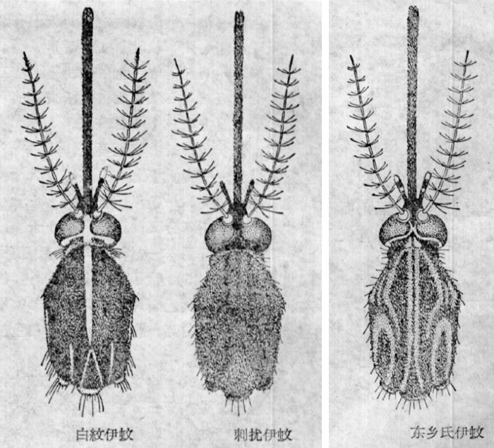 烟台蚊子几月份出现最多,烟台的蚊子有多大