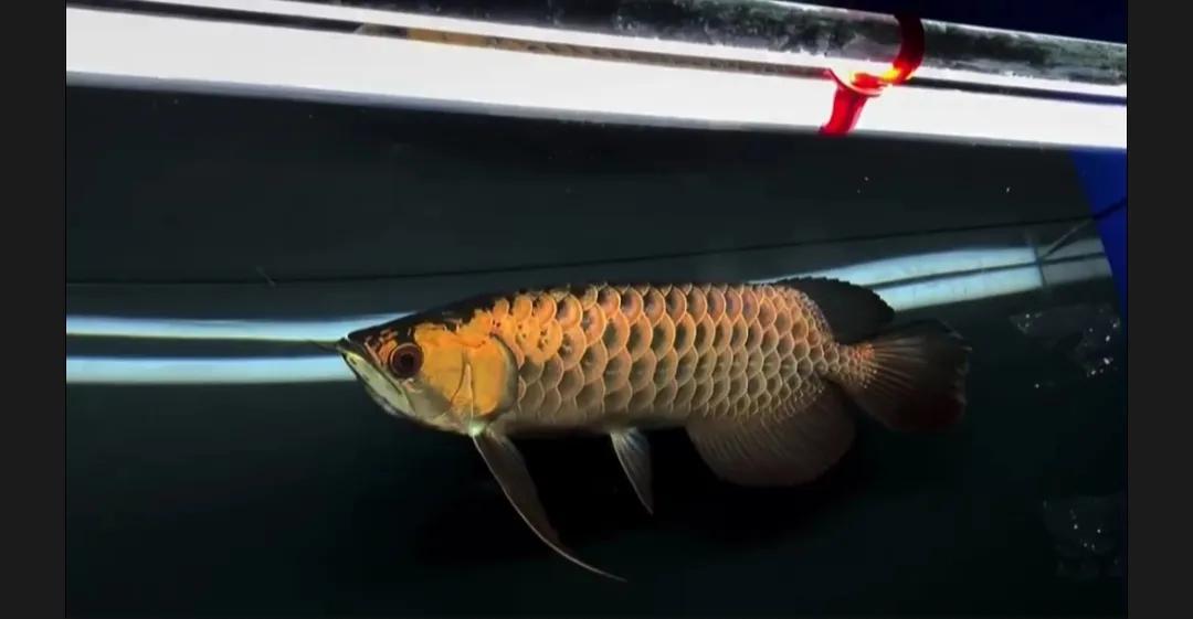 新手养鱼怎么建立硝化系统,养鱼硝化系统怎么样算建立起来了