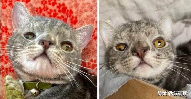 怎样测试猫咪的智商低还是高,如何测试猫咪的智商高不高