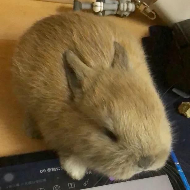 兔年跟风养个兔,哪种品种的兔兔好养还便宜