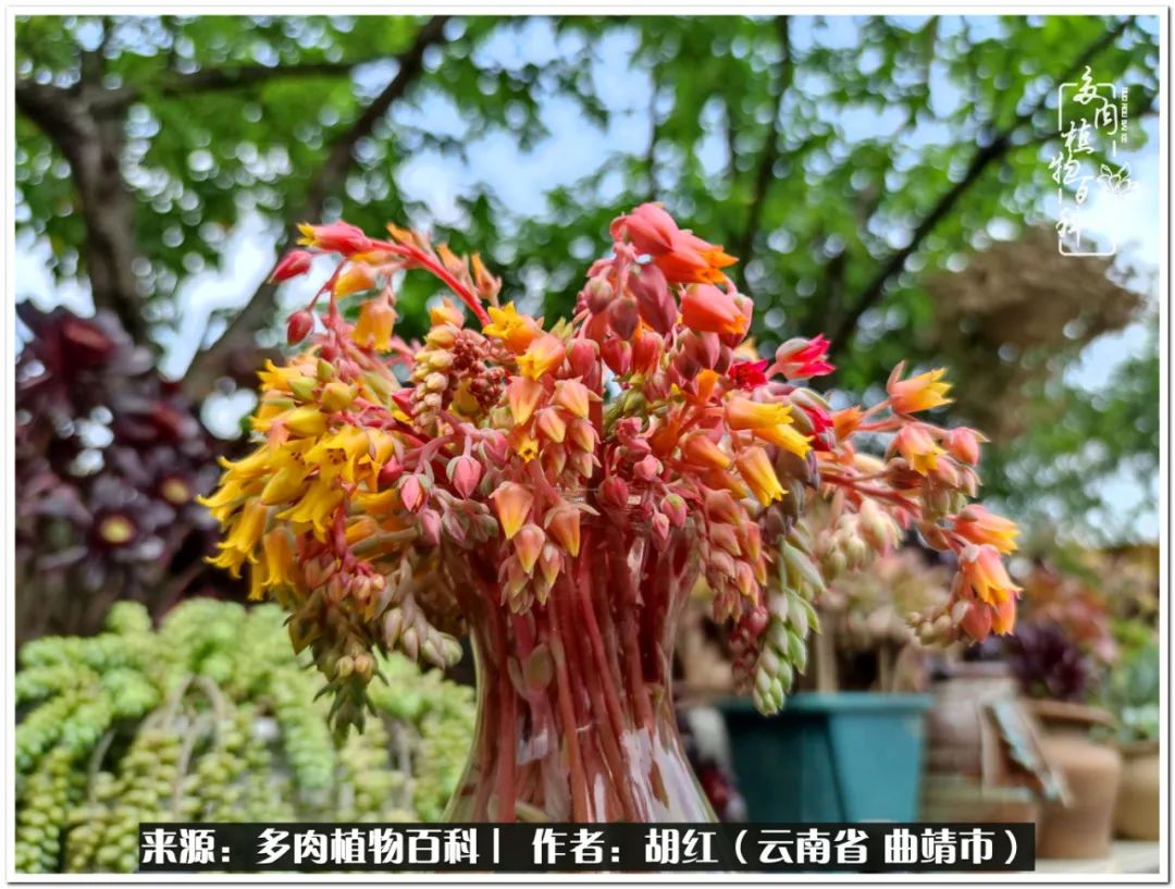 多肉植物里的糖,多肉生活的调味剂
