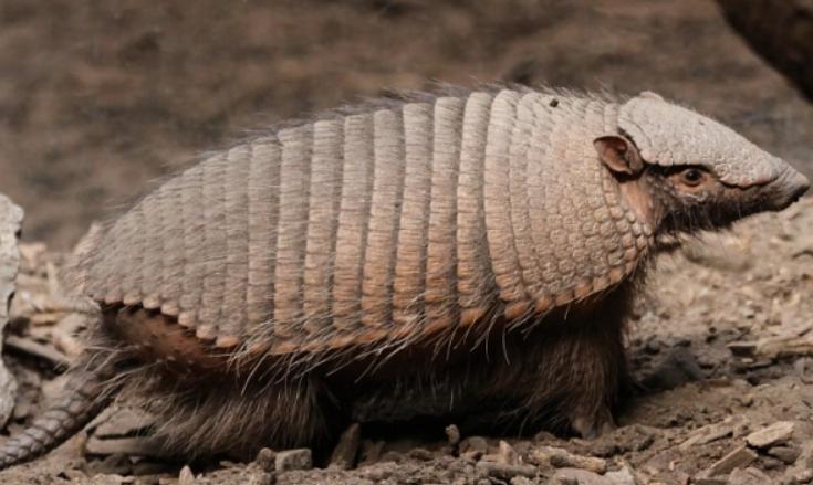穿山甲机器人简介,体内穿山甲微型机器人