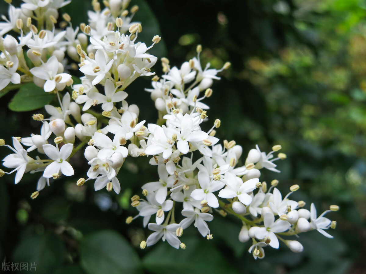 小叶女贞,小叶女贞球