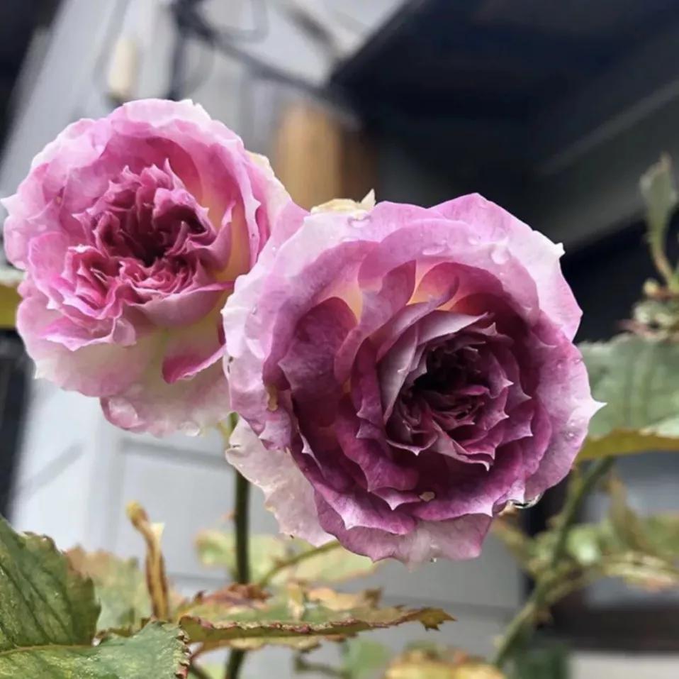 常见切花月季一览（45）