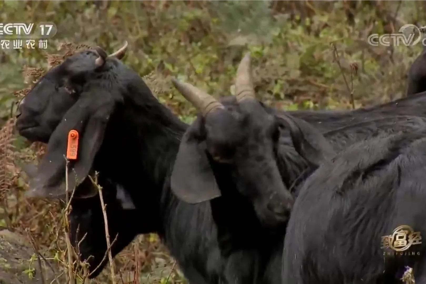 云南男子承包3000亩荒山，如今靠荒山实现梦想，年销售额700多万