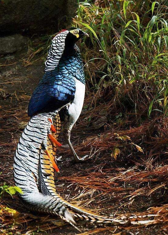 动物千姿百态,动物园的动物千姿百态