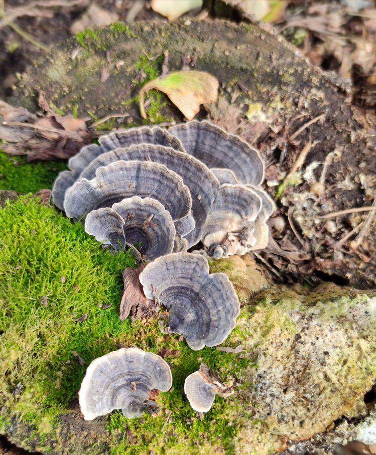 西南官话方言云南,花垣方言