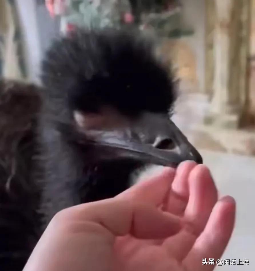 离谱！上海一女生竟把别人家的国宝当作宠物养