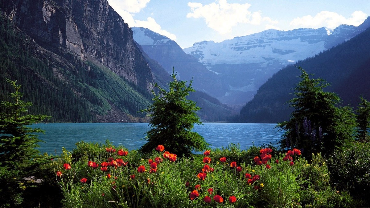 开具无犯罪记录证明流程,网上怎么开具无犯罪证明