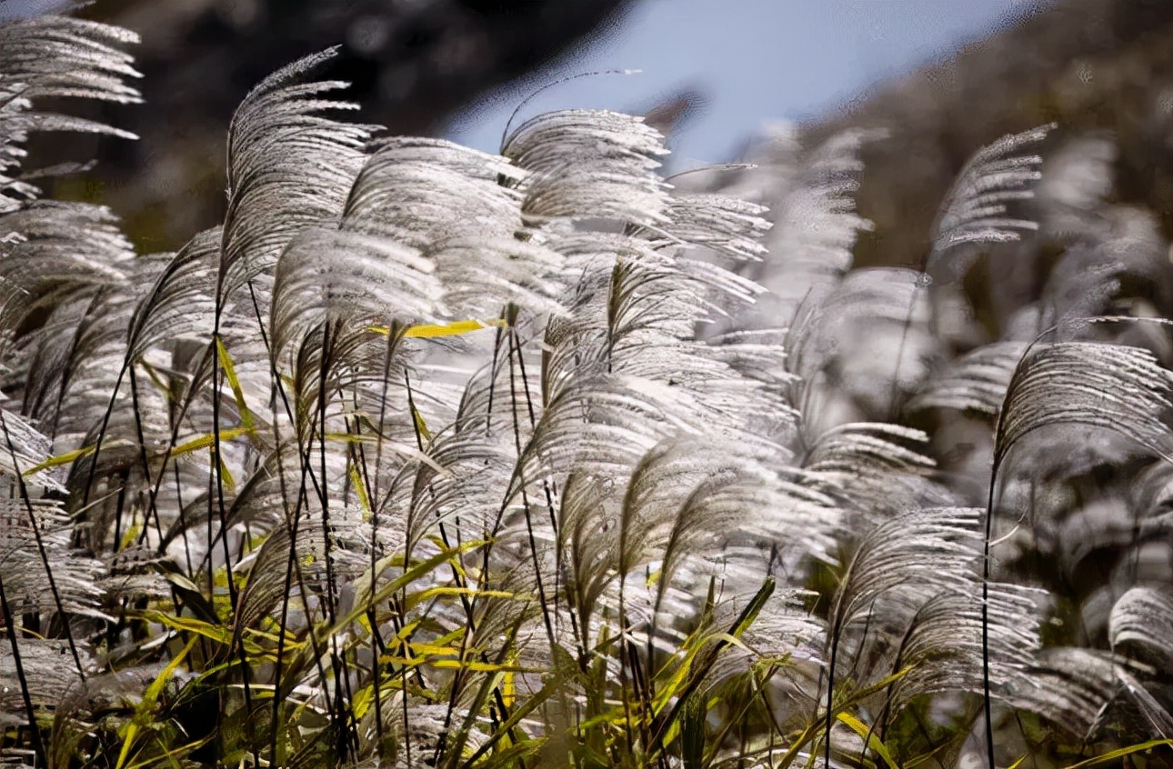 清代一首小词，芦花吹残，归雁声酸，读来全是凄凉