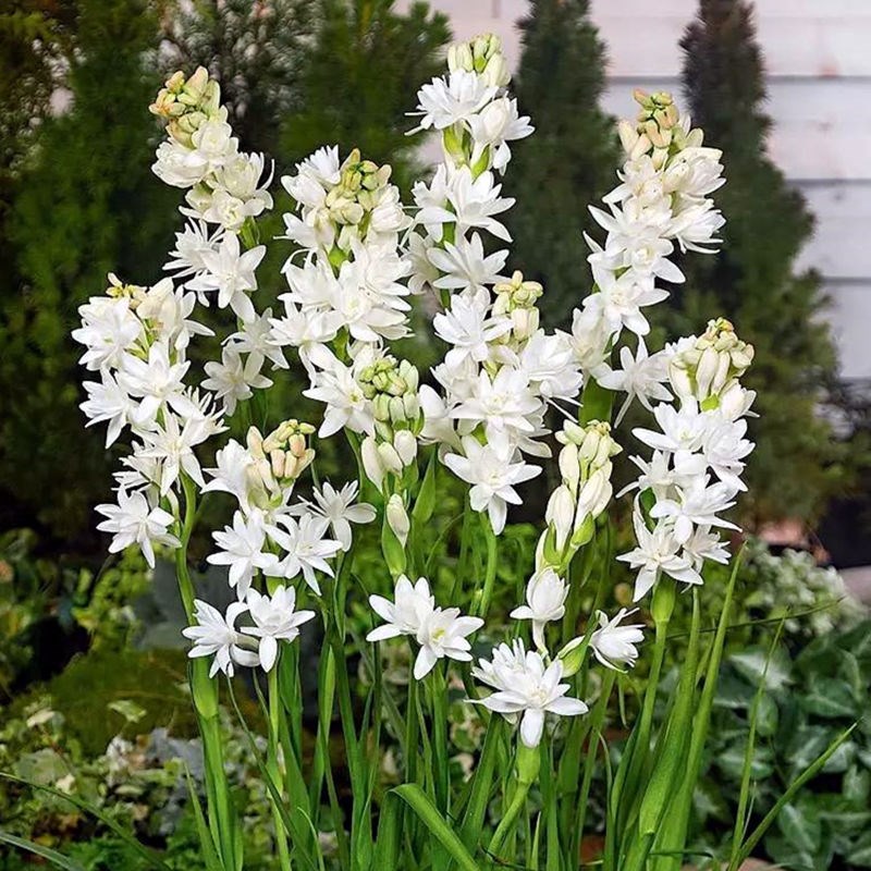 又香又适合阳台养的花,什么带香味的花室内养好看