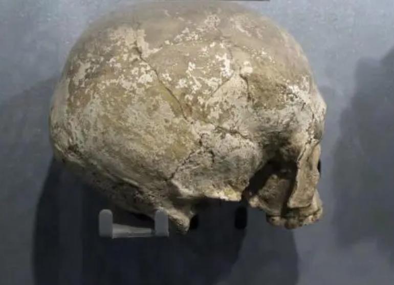 人类的祖先真的是亚当和夏娃吗,人类进化论的化石证据