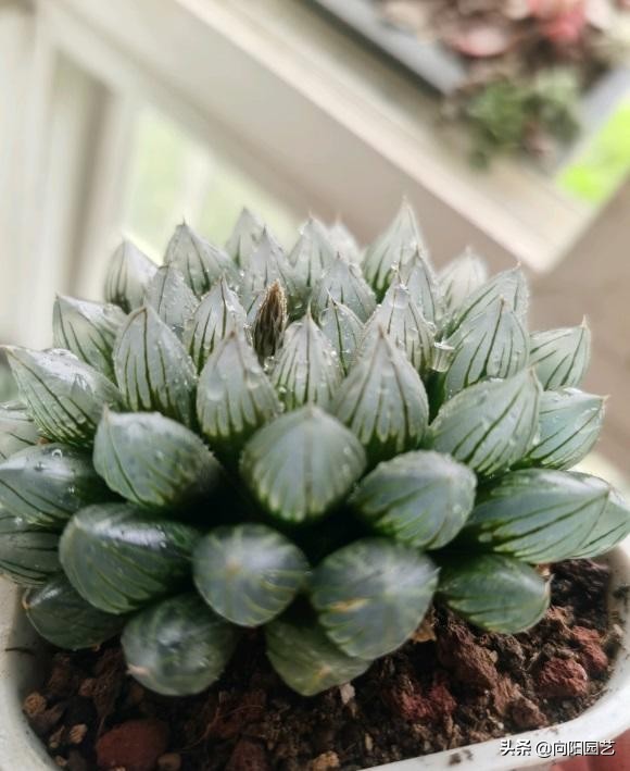 玉露根断了水培方法,玉露的正确修根方法