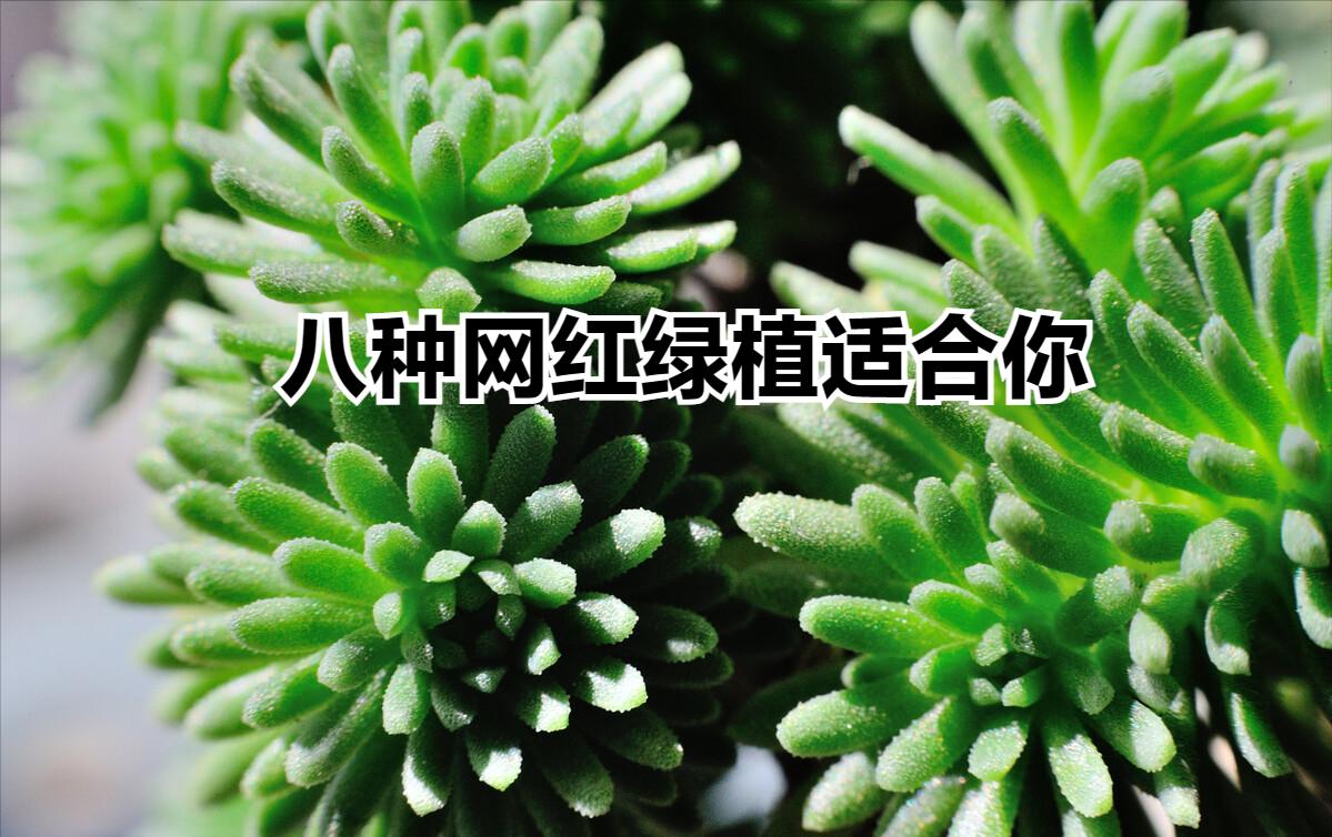 养不死的绿植,懒人养不死耐寒耐旱的绿植