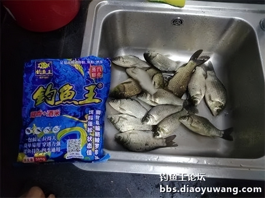 钓鱼王饵野钓破百尾