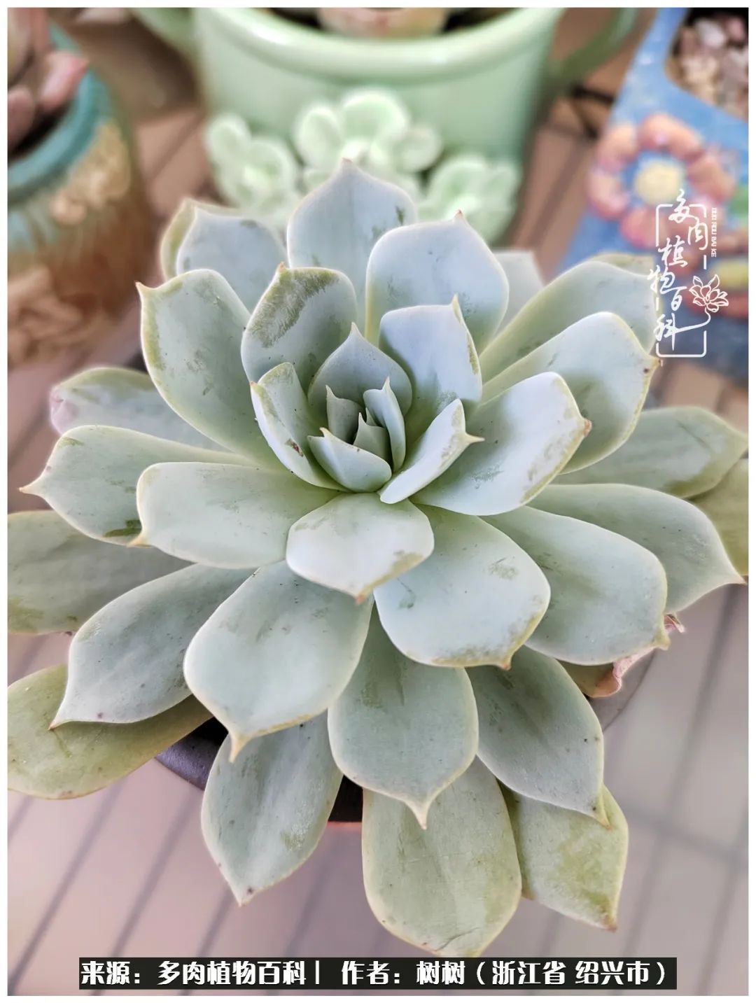 又临寒冬，暖阳下携手肉肉赏姹紫嫣红！