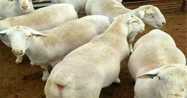 羊皮肤病传染人吗,羊传染的皮肤病