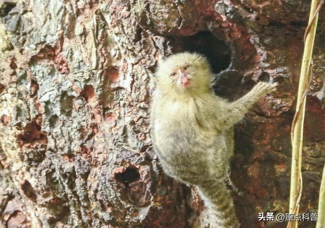 金丝猴是世界上最美猴子吗,世界上最濒危的猴子是什么猴