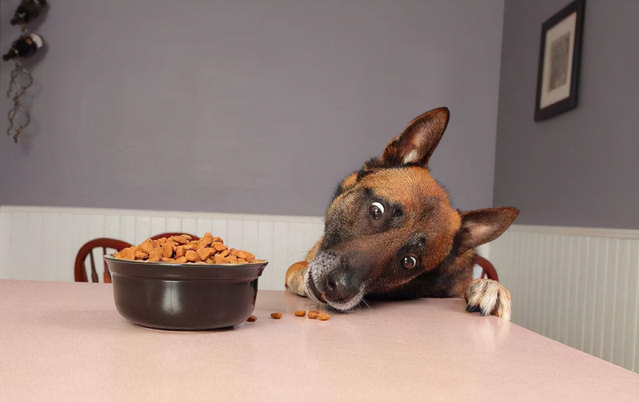 狗狗睡觉姿势说明了什么,狗狗睡觉冷了会有什么表现